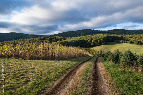 United States, Virginia, Dirt track in rural field photo