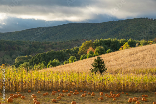 United States, Virginia, Pumpkin field in autumn