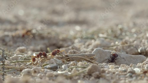 Messor ants are looking for food to fill up granaries, seed predation photo