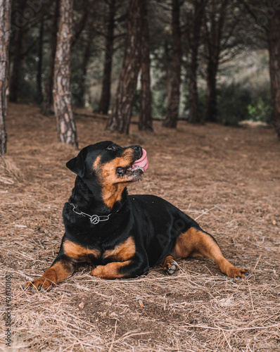 Rottweiler hembra línea alemana disfrutando de un paseo por el parque