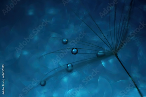 Water drops on dandelion seed with selective focus on blurred background, macro