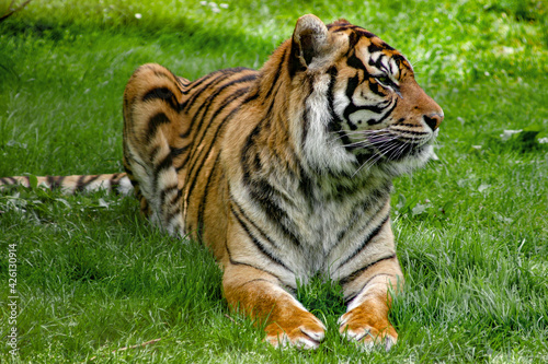 tigre de Sumtra