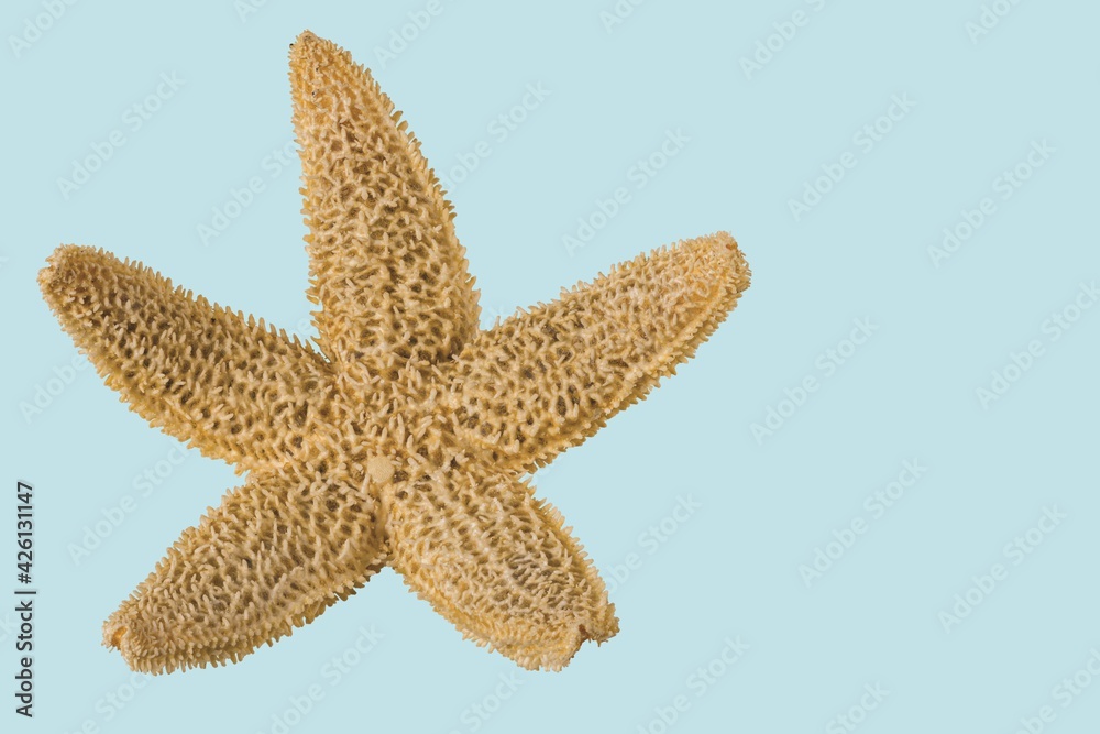 Close up macro view of sea star isolated on blue background. Beautiful nature backgrounds. Close up macro view of sea star isolated on blue background. Beautiful nature backgrounds.