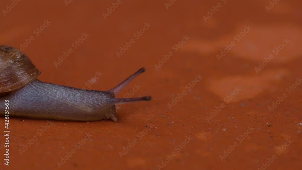 Close up of a Decollate Snail on a garden pathway. They can be used as