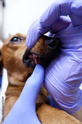 Veterinarian examines the dog's teeth close-up