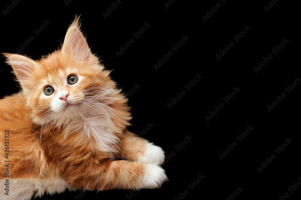 Beautiful red Maine Coon kitten, isolated on black background. Space for text, copy-space. Beautiful red Maine Coon kitten, isolated on black background. Space for text, copy-space.
