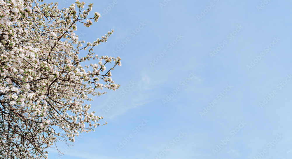 Wild cherry blossom Prunus avium with white petals