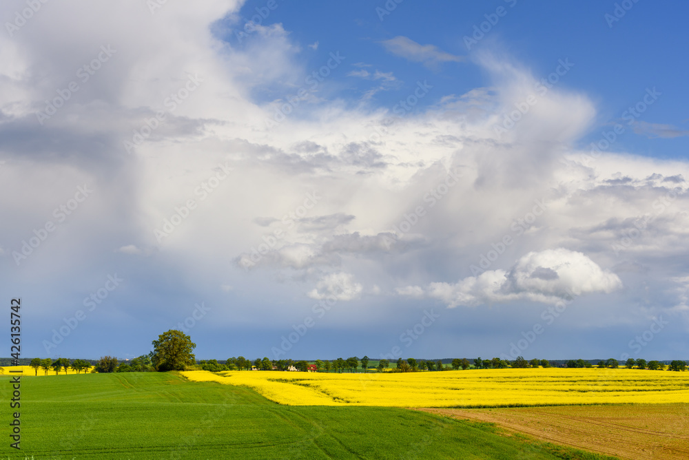 Blooming yellow rapeseed field under amazing sky. Springtime in Poland. Europe Blooming yellow rapeseed field under amazing sky. Springtime in Poland. Europe