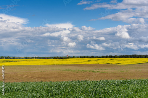 Blooming yellow rapeseed field under amazing sky. Springtime in Poland. Europe