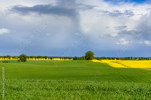 Blooming yellow rapeseed field under amazing sky. Springtime in Poland. Europe