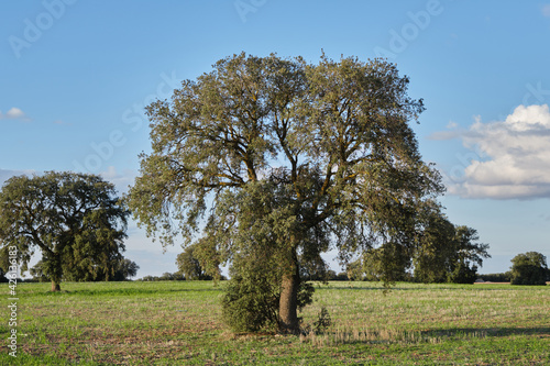 Holm oak trees