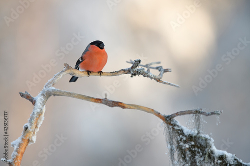 Fotografering Bullfinch perched on moss branch