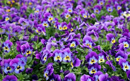 Purple and blue garden pansies in springtime. They are called also viola or violet. Background and texture, full frame.