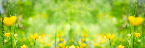 Wild flowers of buttercups and green grass in meadow in beauty in nature. Landscape summer or spring flowers wide format close up. Colorful beautiful summer flower background