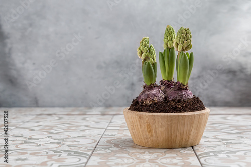 Unopened hyacinths in a wooden pot on the table. Spring flowers on a card with acopy space photo