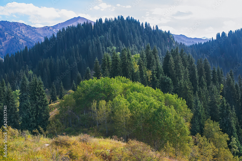 Beautiful landscape with mountains and coniferous forest Beautiful landscape with mountains and coniferous forest