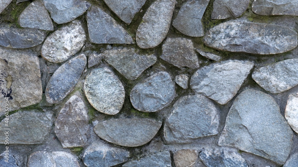 Obraz premium masonry from natural rough cobblestones with mossy winding seams, gray-blue rough stone in the structure of the fragment of the exterior, part of the decor of the street space made of large stones
