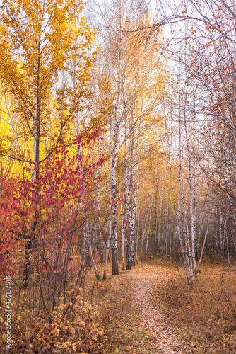 Beautiful autumn landscape with yellow leaves of forest trees