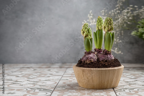 Unopened hyacinths in a wooden pot on the table. Spring flowers on a card with acopy space photo