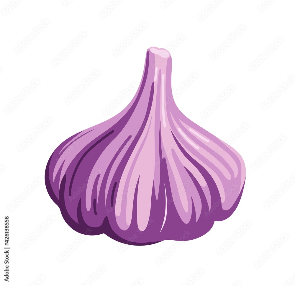 Garlic. Simple realistic vegetable icon, isolated on white background. Hand-drawn flat vector illustration.