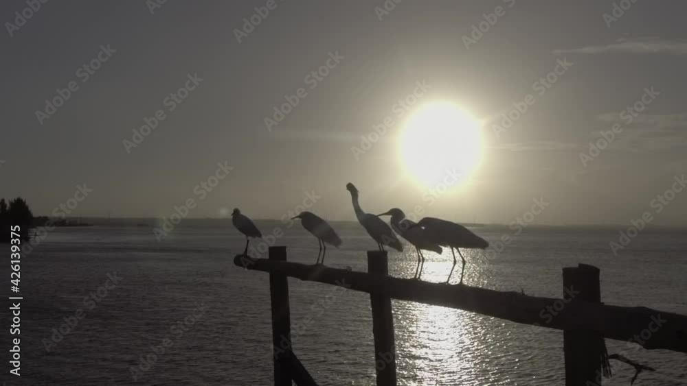 Slow motion Herons in a sunset at river - garças no rio com pôr do sol ao fundo