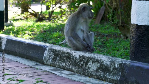 Long tailed macaque family, Macritchie reservoir, Singapore photo