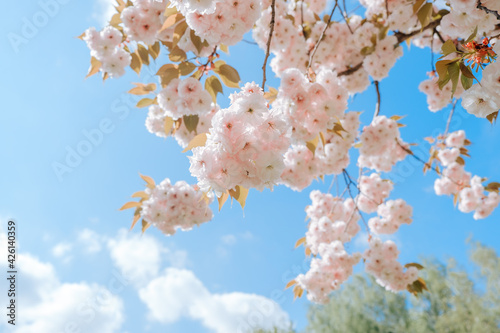 Pink tree flowers of Prunus serrulata  japanese cherry  sakura tree