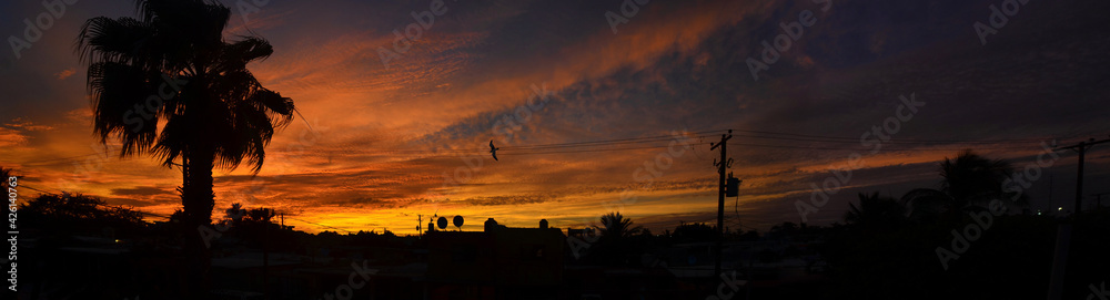 Sunset Orange Sky Cloudy Day and Palm Tree Siluette Sunset Orange Sky Cloudy Day and Palm Tree Siluette
