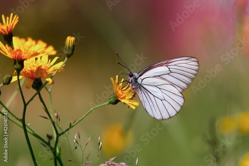 butterfly on flower © Sebastian