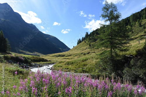 schmalblättriges Weidenröschen, Weidenröschen, Nachtkerzengewächs, Blüte, Blüten, Blütenmeer, Chamaenerion angustifolium, Heilkraut, Küchenkraut, Heilpflanze, Feuerkraut, Waldweidenröschen, Waldschlag photo