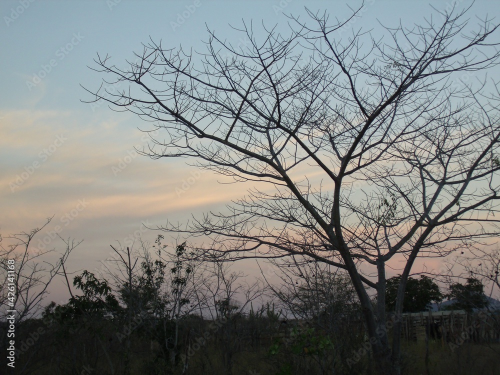 Fototapeta premium natureza