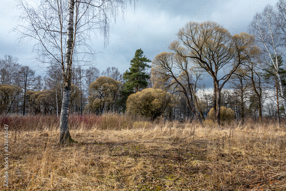 Forest landscape after winter with bare trees and land with withered grass and leaves. Forest landscape after winter with bare trees and land with withered grass and leaves.