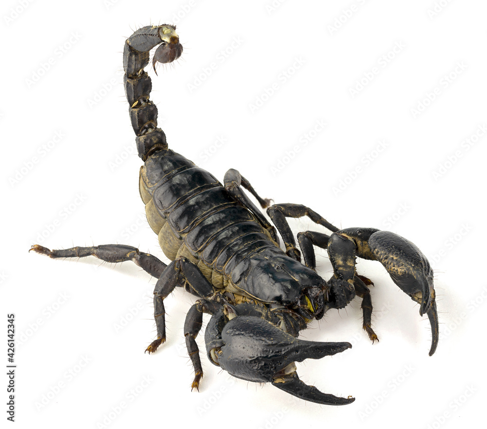 Black scorpion, isolated on white background, a strong warrior or predator, a strong coat and powerful weapons, Depth of Field. Black scorpion, isolated on white background, a strong warrior or predator, a strong coat and powerful weapons, Depth of Field.