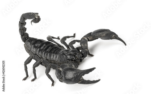 Black scorpion  isolated on white background  a strong warrior or predator  a strong coat and powerful weapons  Depth of Field.