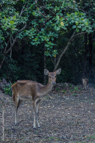 Wild deer roaming at the forest at Handeleum Island, Banten, Indonesia © Marlon Hutajulu