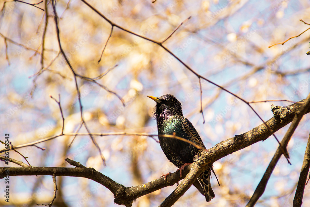 A beautiful bright bird sits on a tree. Bird and spring A beautiful bright bird sits on a tree. Bird and spring