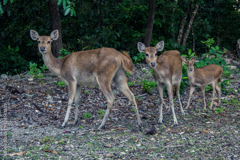 Wild deers roaming at the forest at Handeleum Island, Banten, Indonesia Wild deers roaming at the forest at Handeleum Island, Banten, Indonesia
