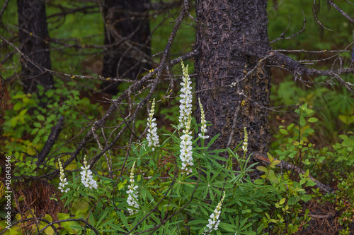 White Lupines wildflowers by a tree 