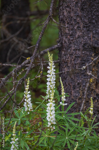 White Lupines wildflowers by a tree 