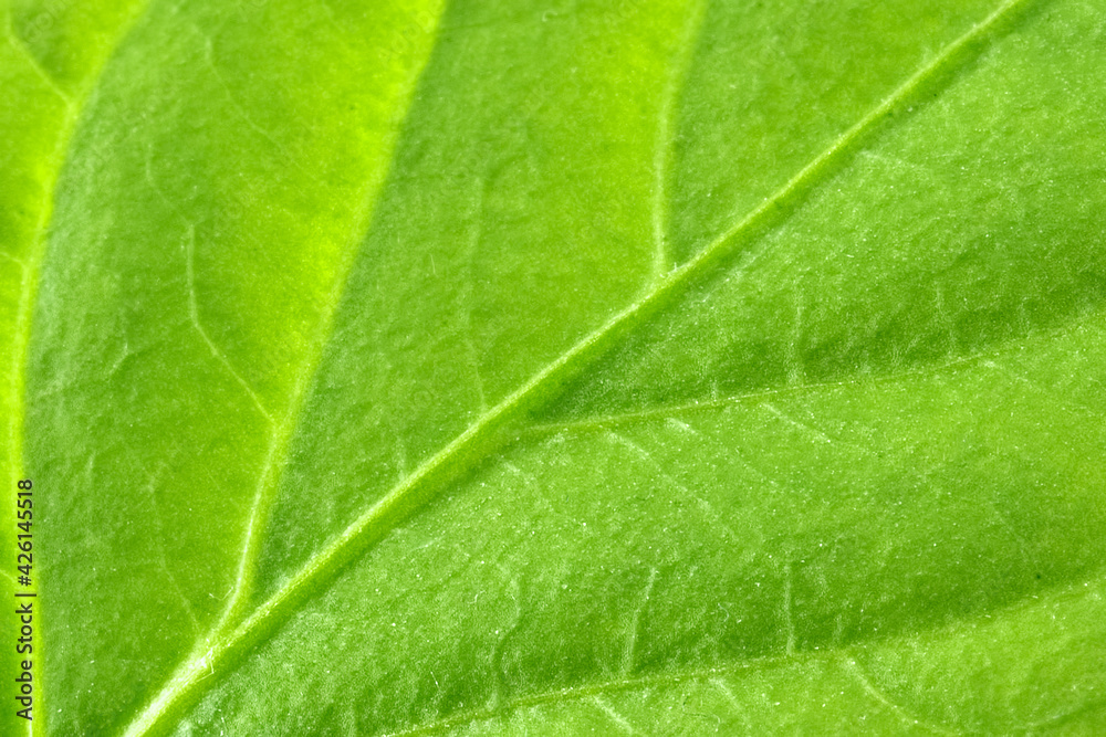 Close-up part of a young green leaf of a plant. Close-up part of a young green leaf of a plant.