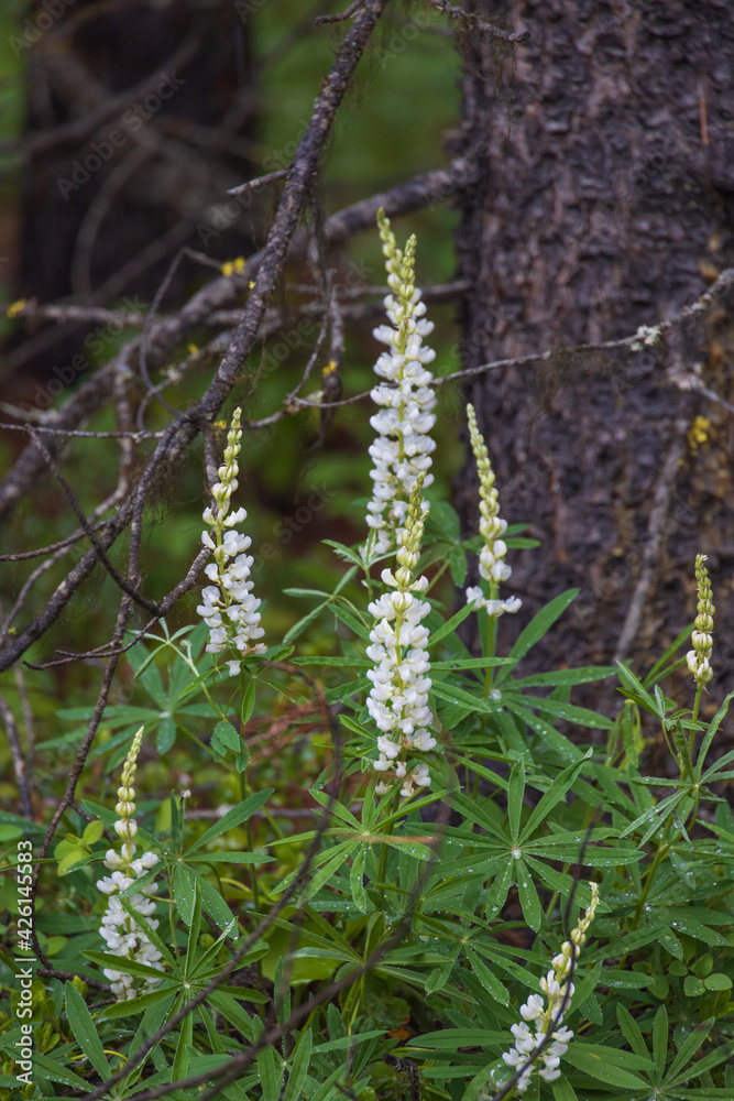 White Lupines wildflowers by a tree
