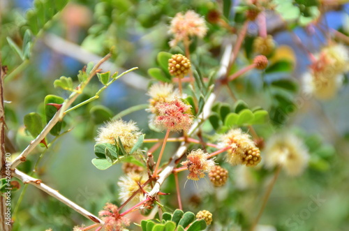 Desert flowers with green leaves