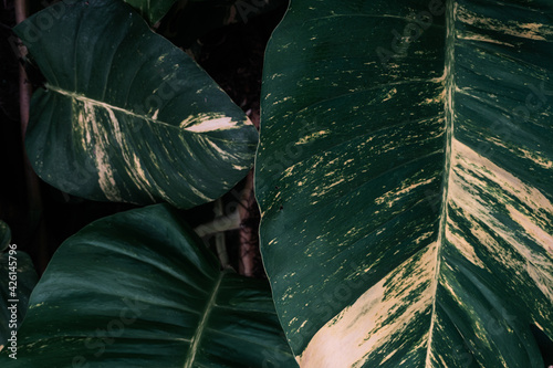 Naturalne tropikalne ciemne tło roślinne, tekstura deseń zielonych liści monstera.