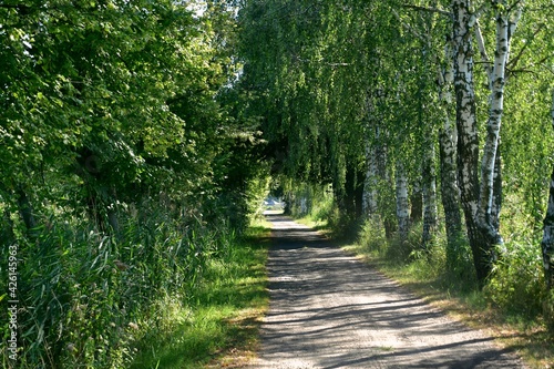 las, drzewa, zieleń, przyroda, bory dolnośląskie