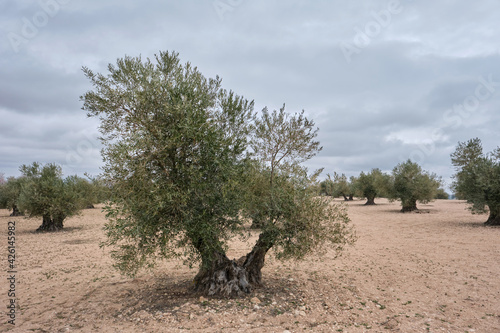 Olive trees field photo