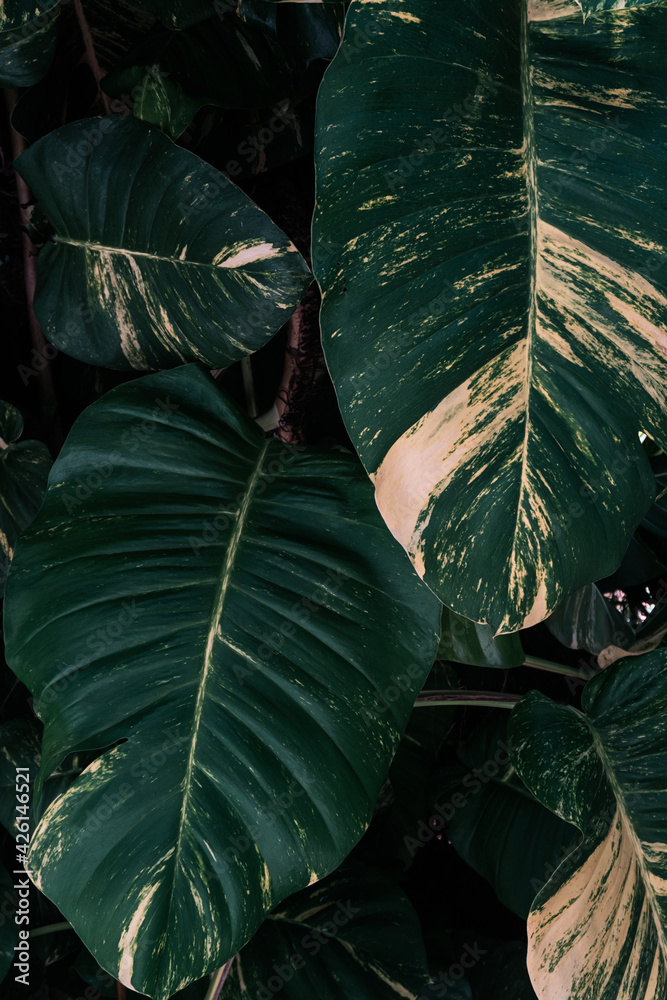 Naturalne tropikalne ciemne tło roślinne, tekstura deseń zielonych liści monstera. - obrazy, fototapety, plakaty 