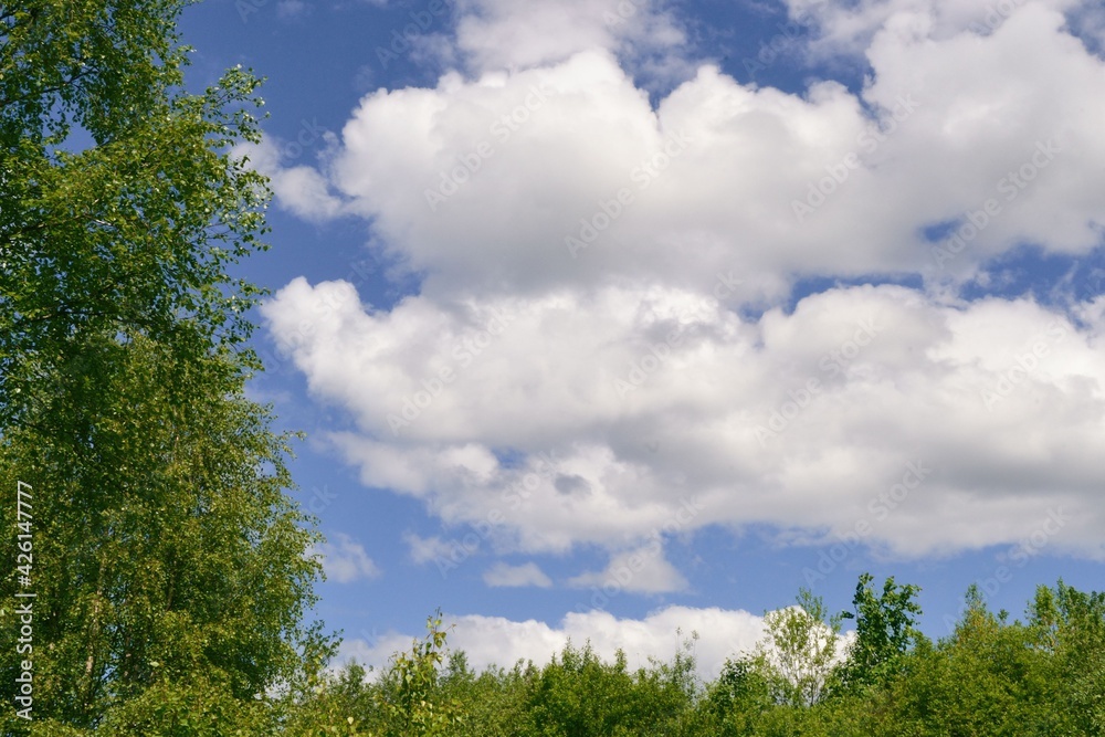 Spring greens - a branch of young leaves of a birch against the blue sky. Spring sky through branches of a birch.