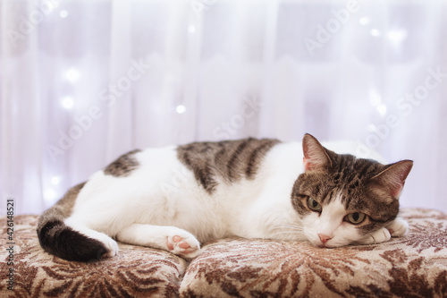 Beautiful white tabby cat with green eyes is lying on a sofa at home on a background window with white curtain and lights.
