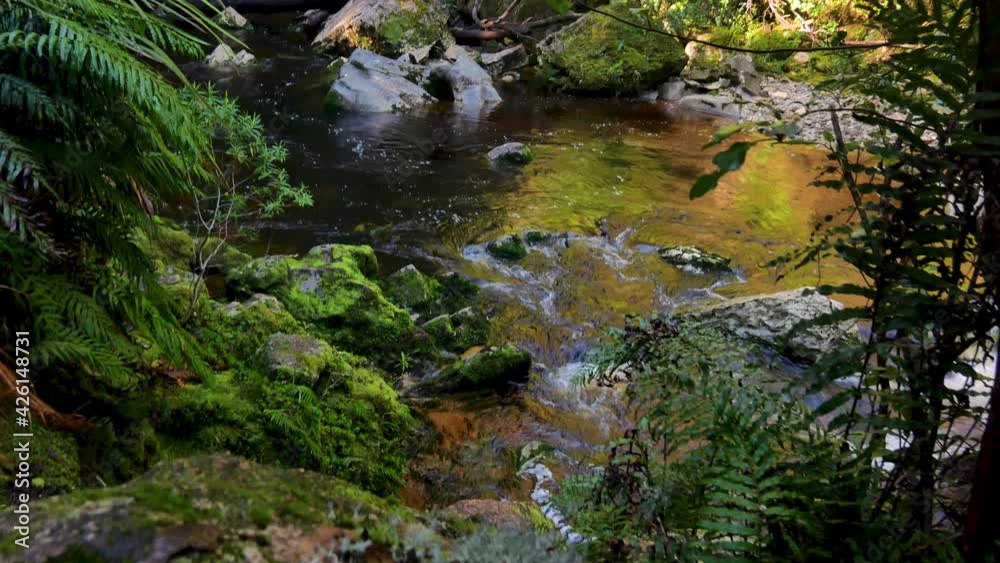 Dolly shot showing tranquil river flowing between mossy and plant kingdom with moss and fern in jungle of New Zealand. Dolly shot showing tranquil river flowing between mossy and plant kingdom with moss and fern in jungle of New Zealand.