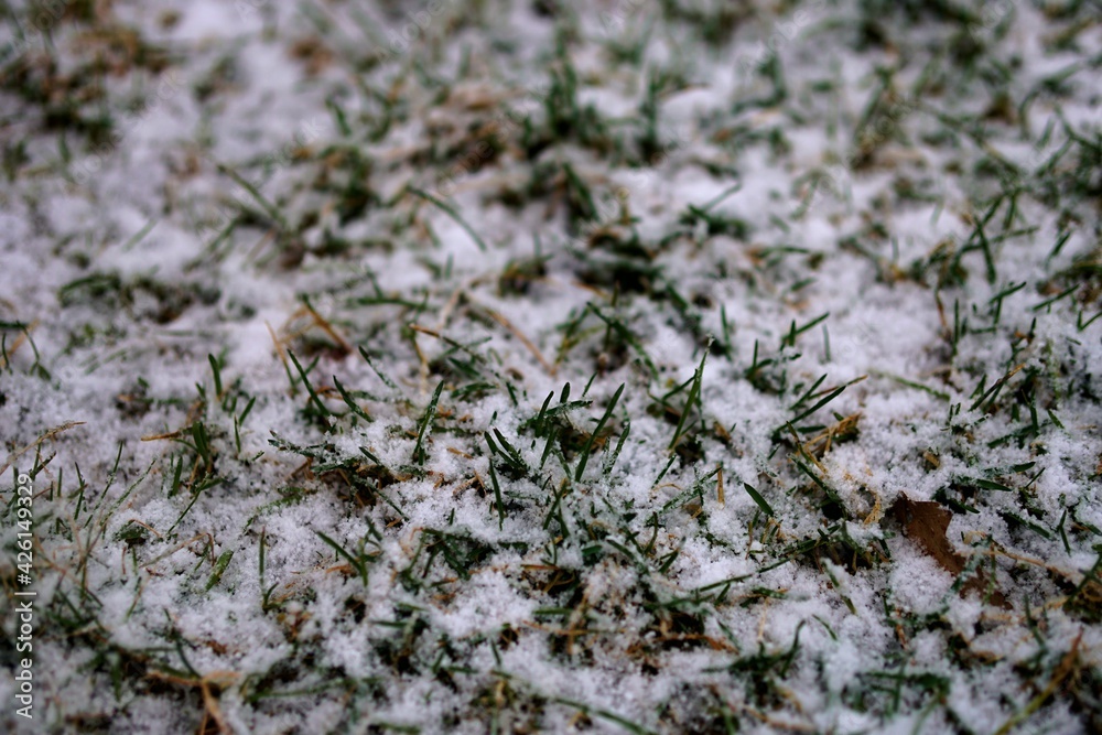 Snow On The Green Grass (Spring) Snow On The Green Grass (Spring)